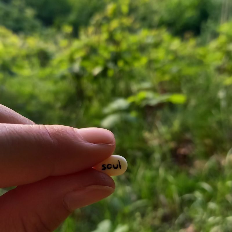 soul příroda Veronika